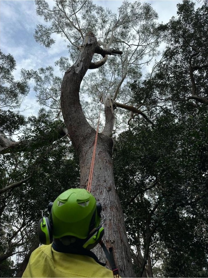 Green Top Cut tree worker assessing a large tree job